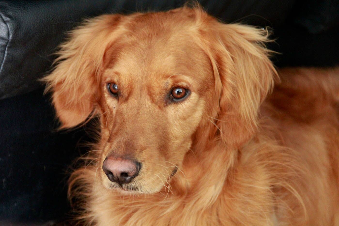 A well-trained dog with training from an expert Dog Training Elite dog behaviorist in The Woodlands, TX.