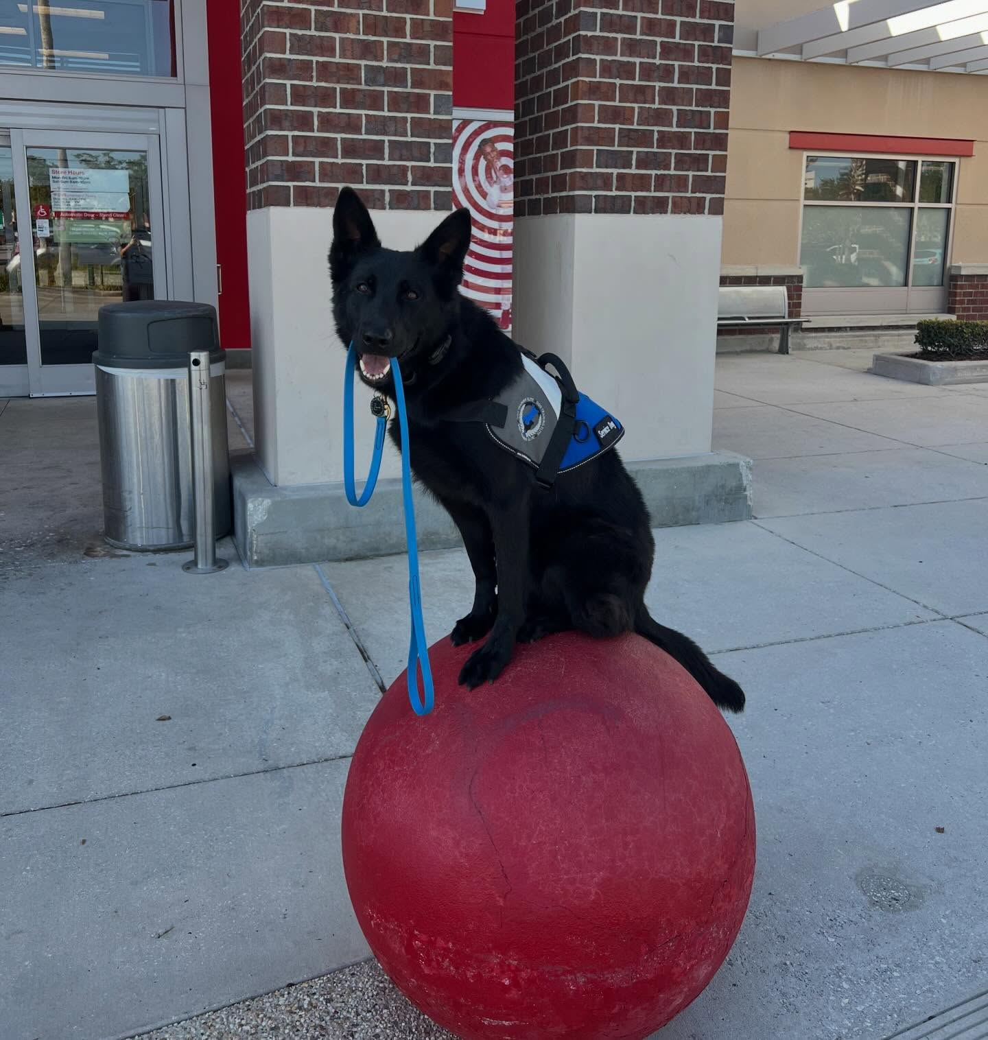 se permiten perros en los deportes de la academia