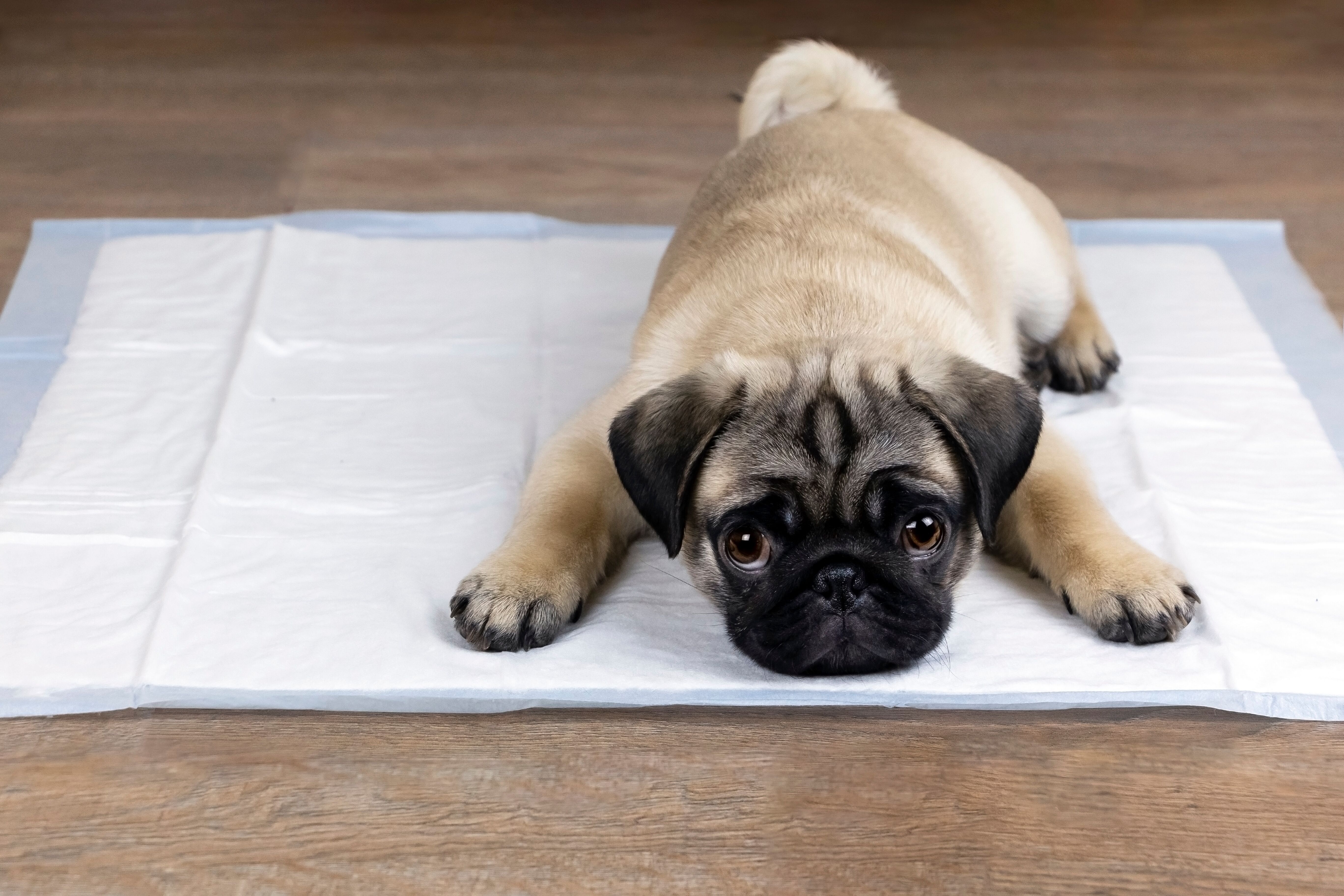 A well behaved puppy ready for DTE's Park City dog potty training - contact us to schedule a free consultation!