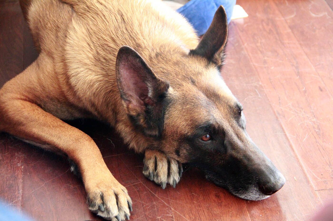 A German Shepherd laying on the floor - Dog Training Elite offers aggressive dog training in Baltimore / Towson , MD thats designed to help your dog's anxiety and build confidence.