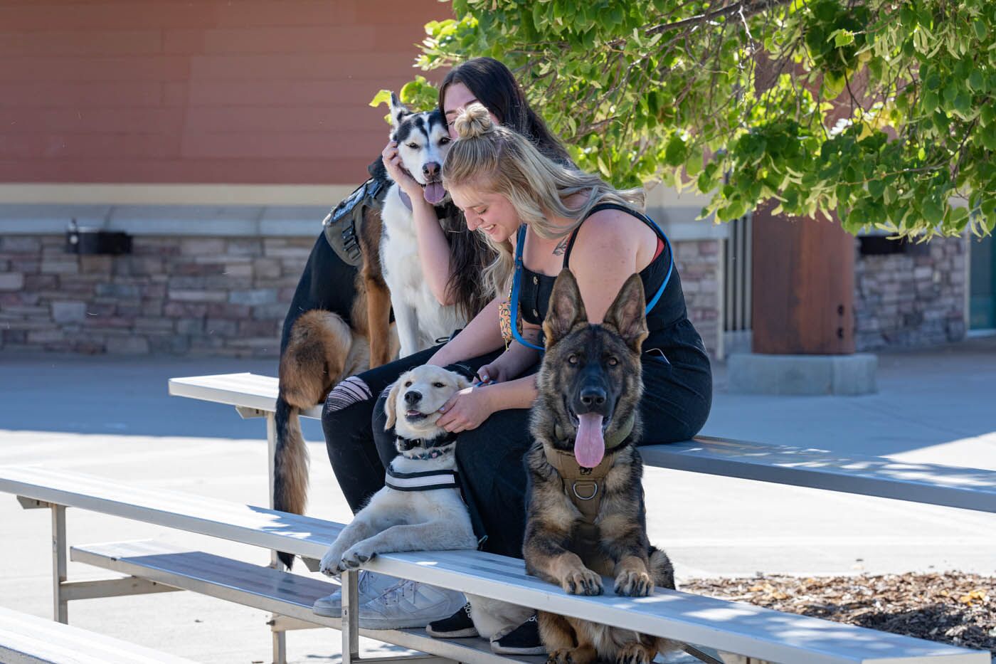 Dog Training Elite. Dog Training in Jacksonville / St. Johns, FL
