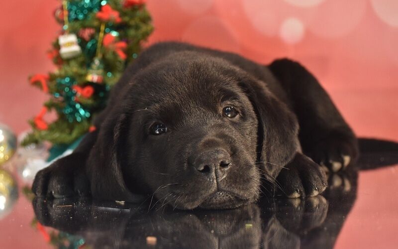 A puppy laying on the floor - prepare you pup for the holidays with training and tips from Dog Training Elite Phoenix!