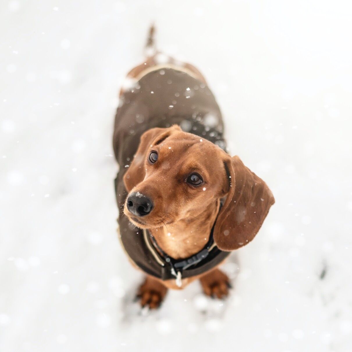 An image of a puppy outdoors during winter time - learn how to keep your pup comfy, cozy, and safe this winter with Dog Training Elite Phoenix!