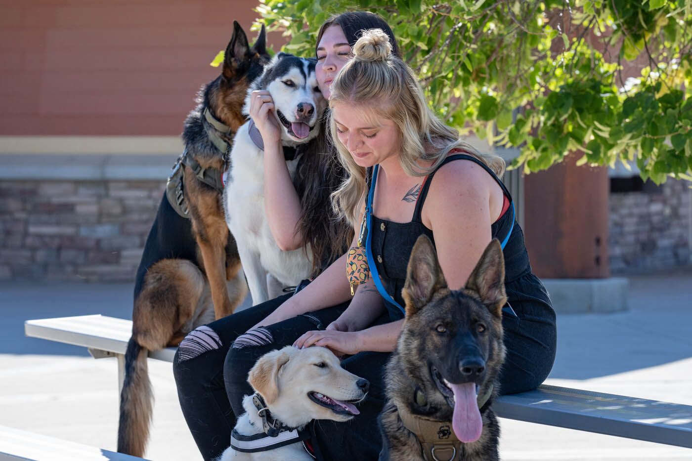 Two dog owners and a group of pups in our dog socialization classes in Phoenix, AZ - contact Dog Training Elite to schedule your free consultation today!