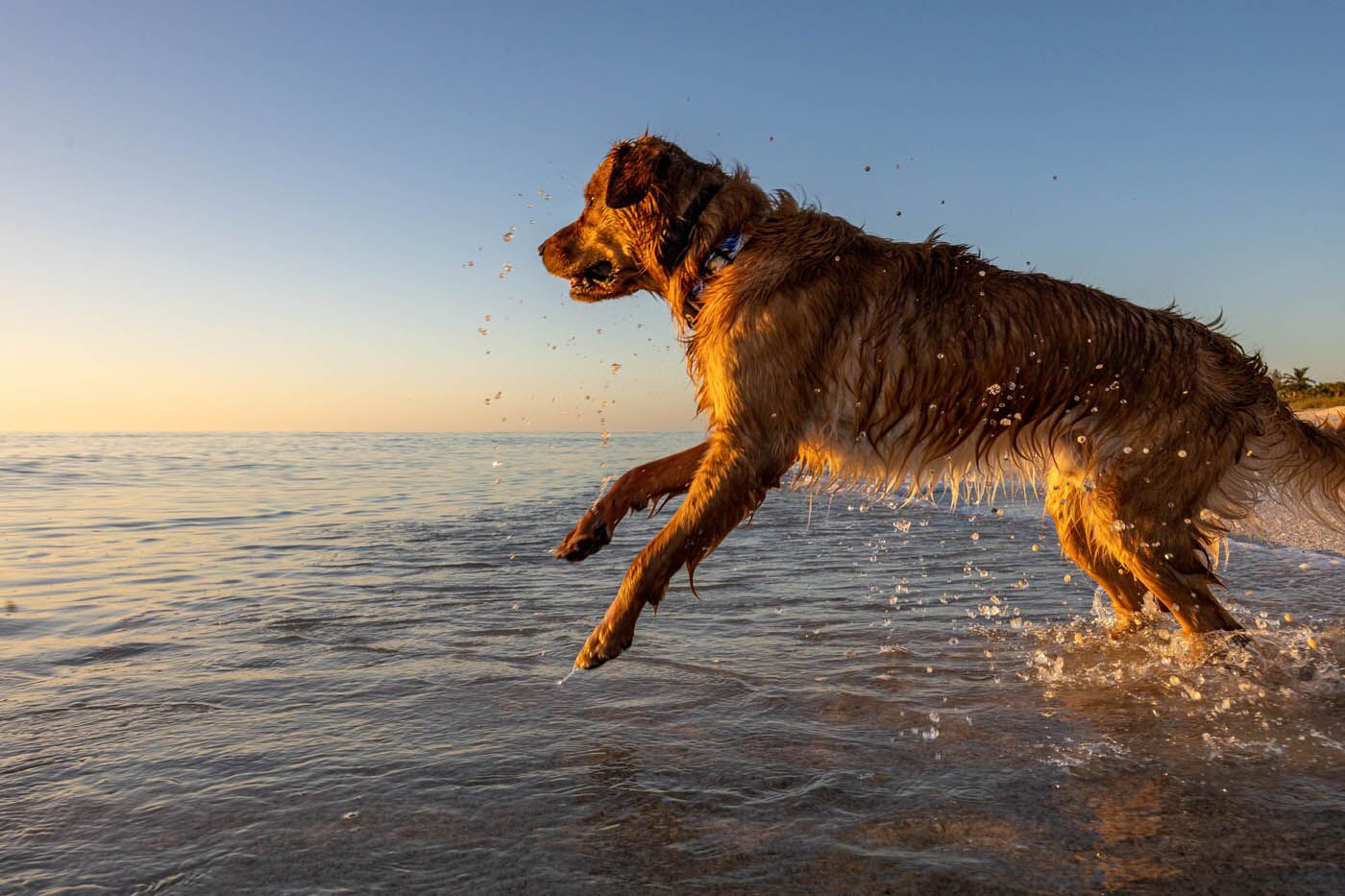 A happy, well trained dog from Dog Training Elite, your trusted source for dog training in Frisco, TX