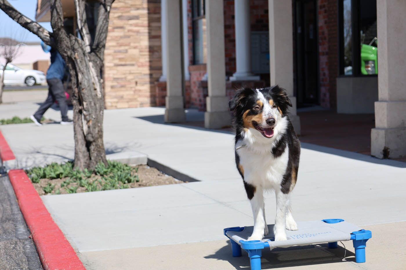 An adorable Australian Shepherd on a place platform with Dog Training Elite Phoenix. 
