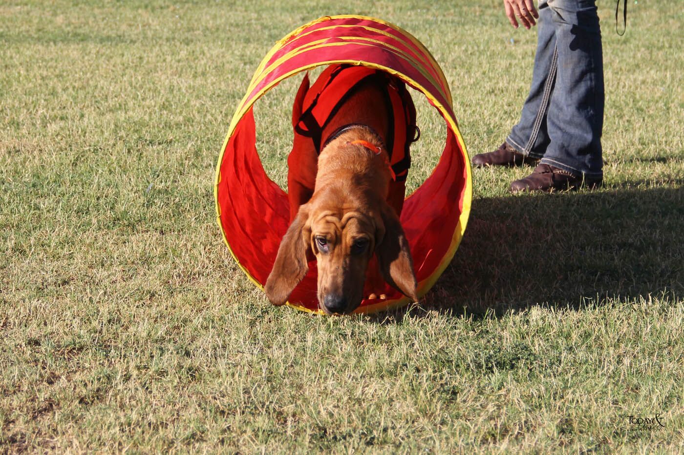 An adorable dog obstacle training with Dog Training Elite Phoenix.
