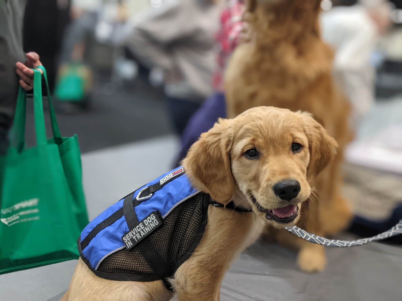 An adorable golden retriever puppy service training Dog Training Elite Phoenix.