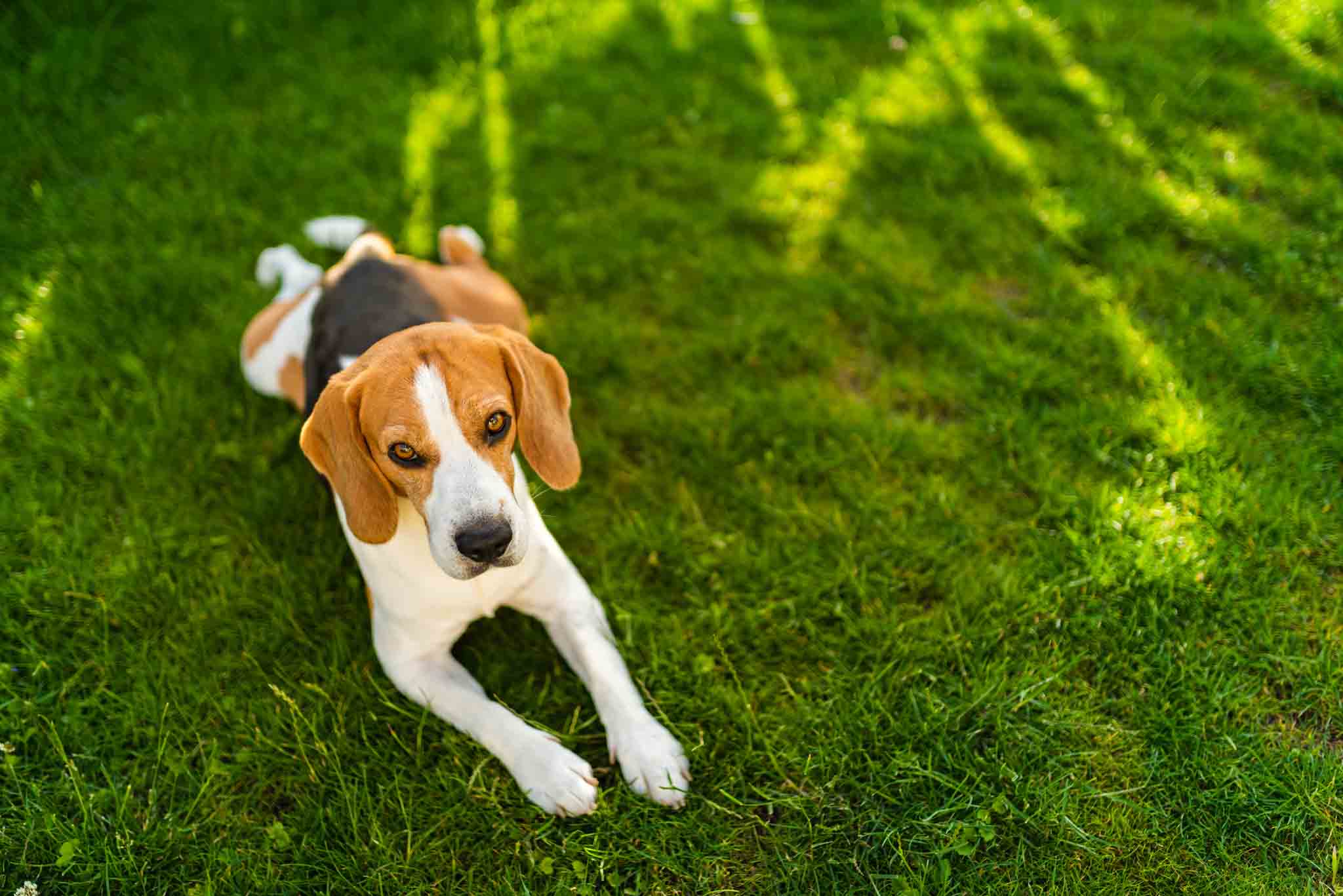 Why Do Beagles Get So Fat - Wag!, image size:2048x1367