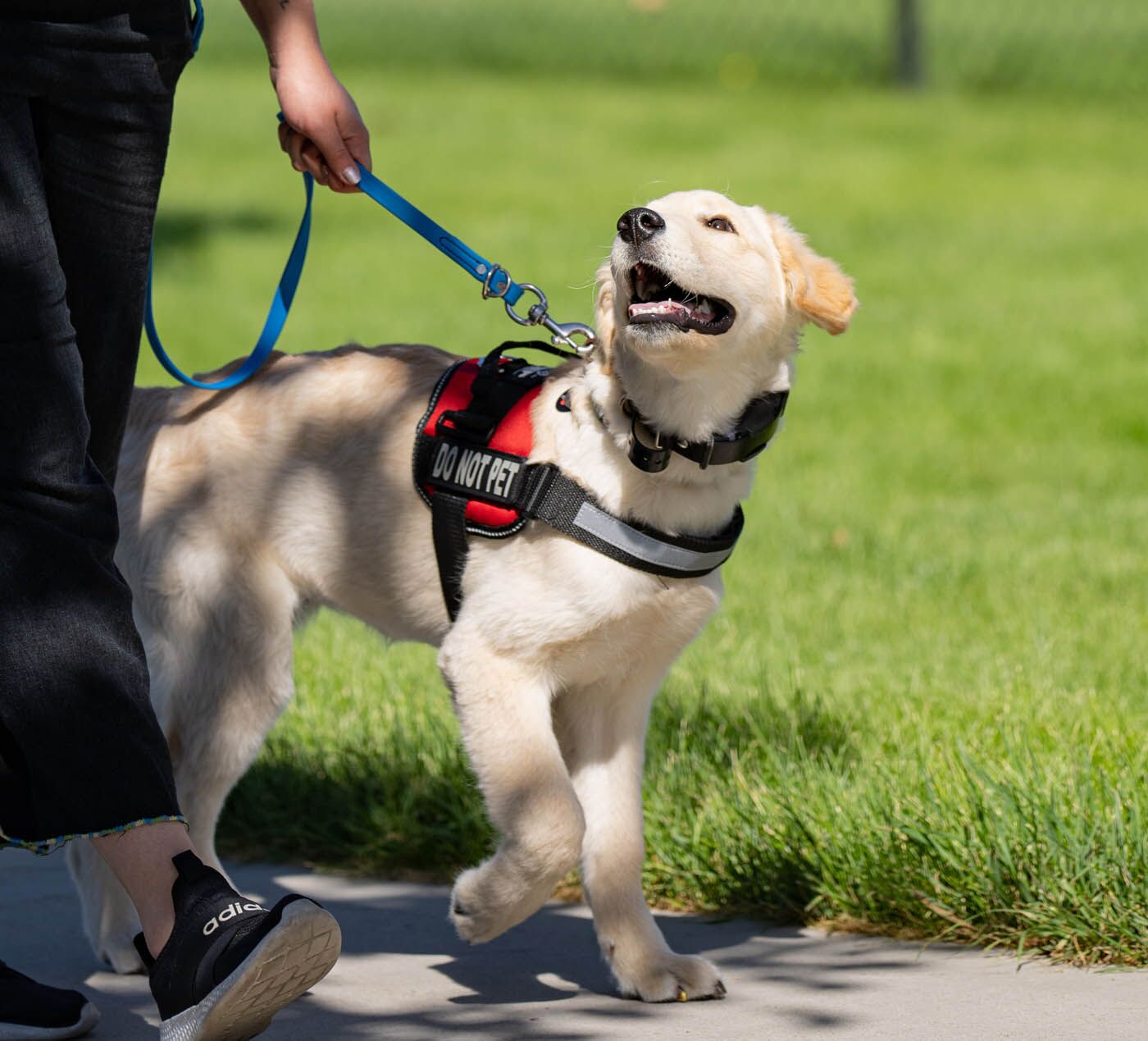 A service dog and their owner outside - find elite service dog training in Lancaster, PA with Dog Training Elite.