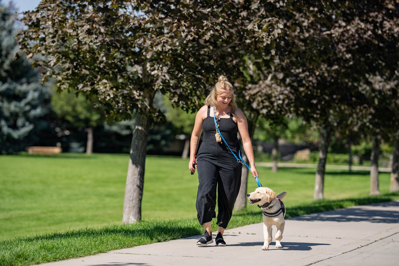A therapy dog walking in a park with their owner - contact Dog Training Elite to talk to a professional therapy dog trainer in Richmond, VA!