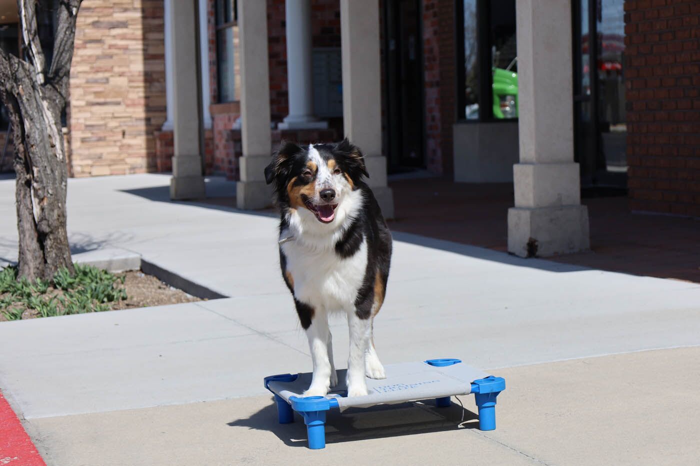 Off Leash Dog Training in Phoenix, AZ. DTE