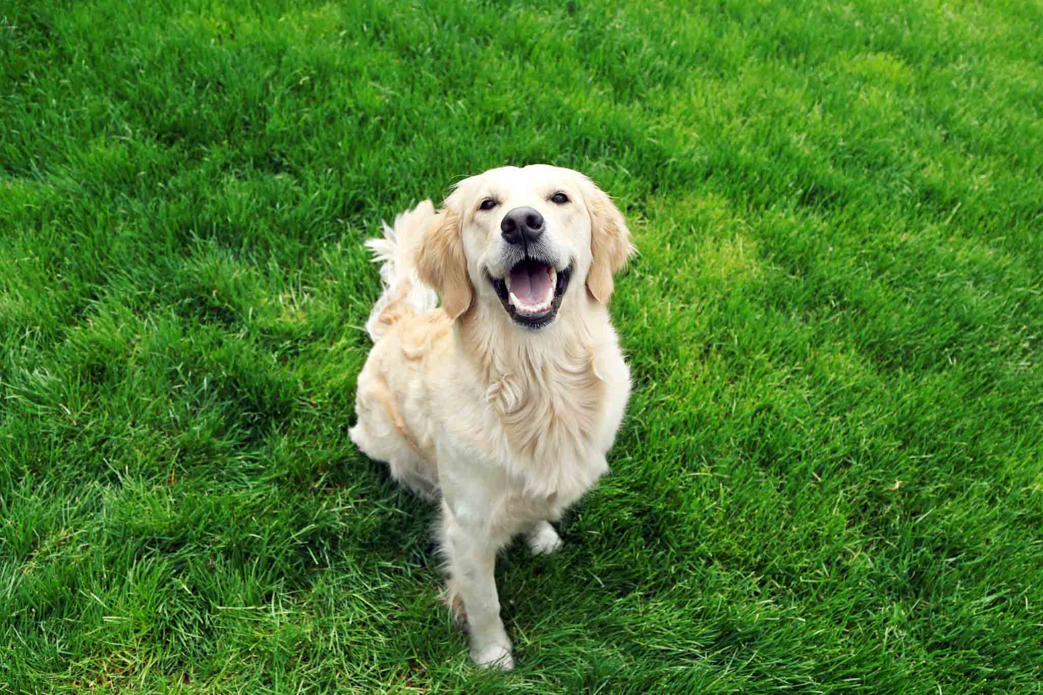 An image of a happy golden retriever - contact Dog Training Elite for your golden retriever training in Panama City, FL.
