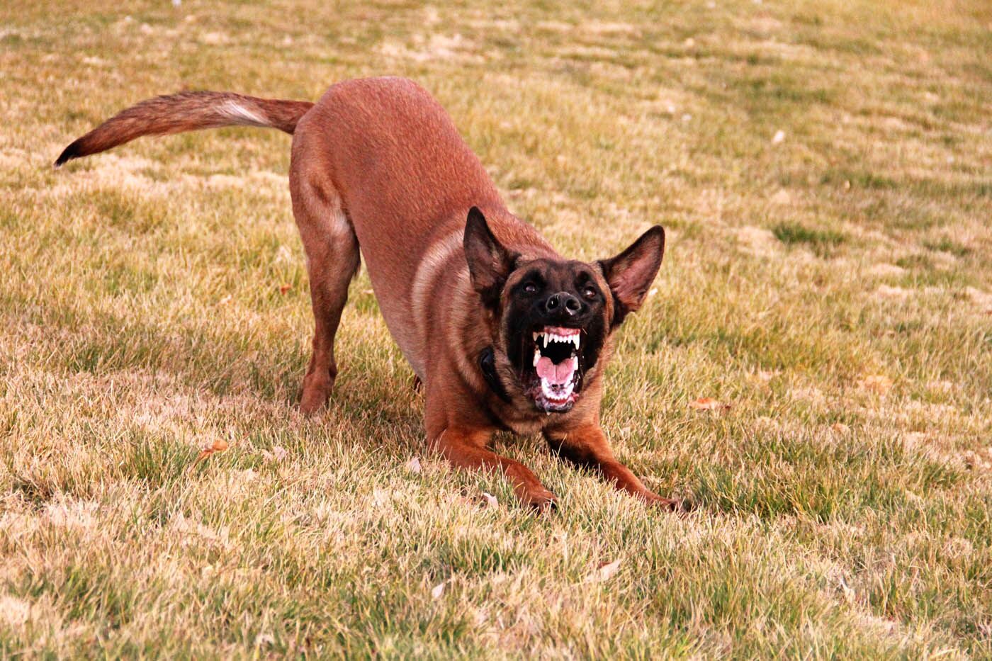An aggressive dog reacting - get professional reactive dog training in Phoenix, AZ from Dog Training Elite.