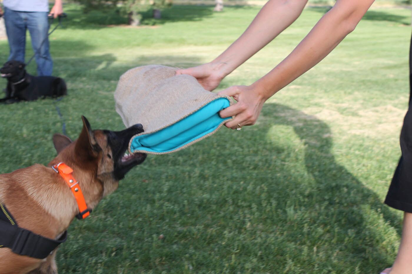 A dog undergoing training with the experts at Dog Training Elite - get professional puppy biting training in Phoenix, AZ and help your dog curb this bad habit.