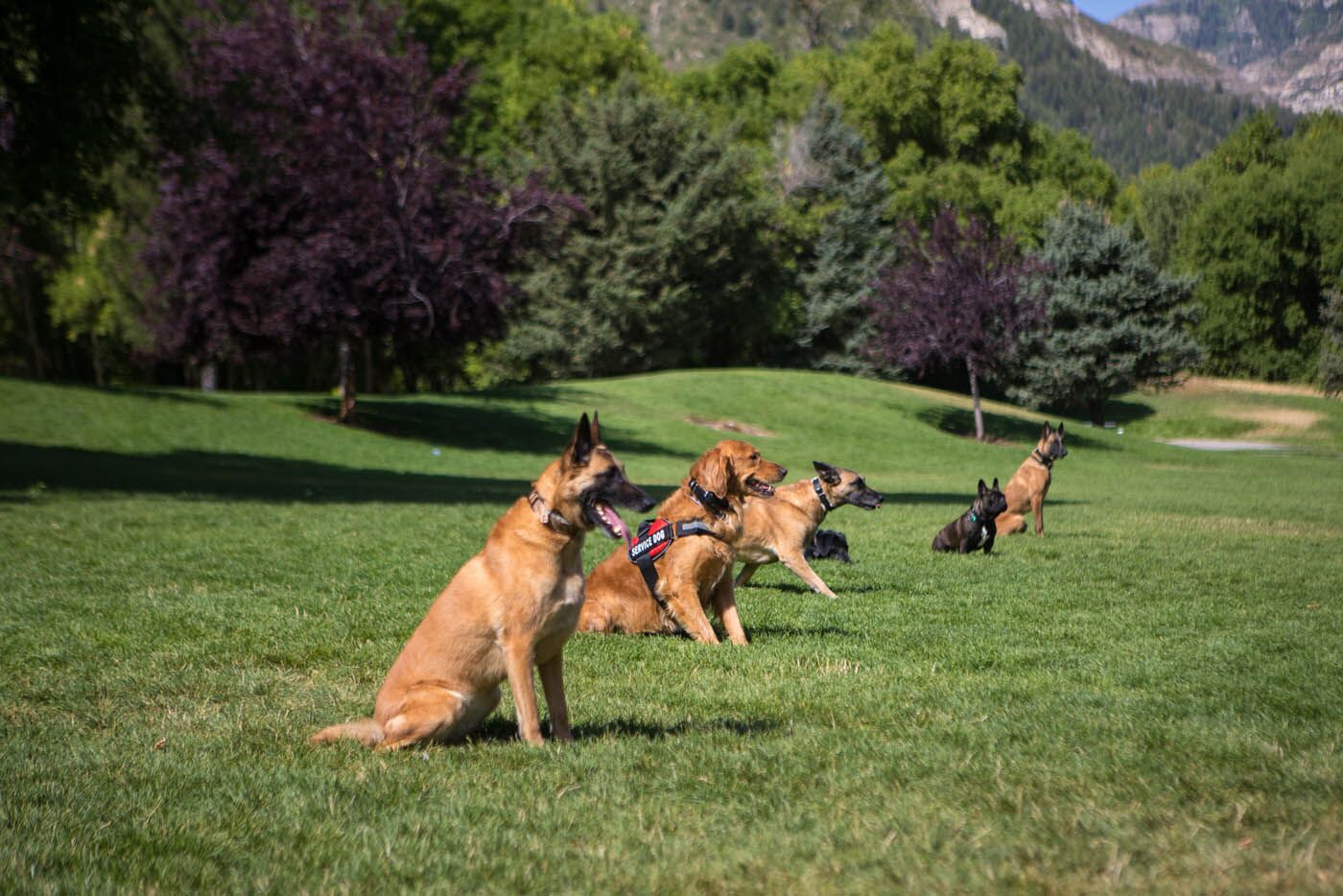 A happy, well trained dog from DTE, your trusted source for dog training.