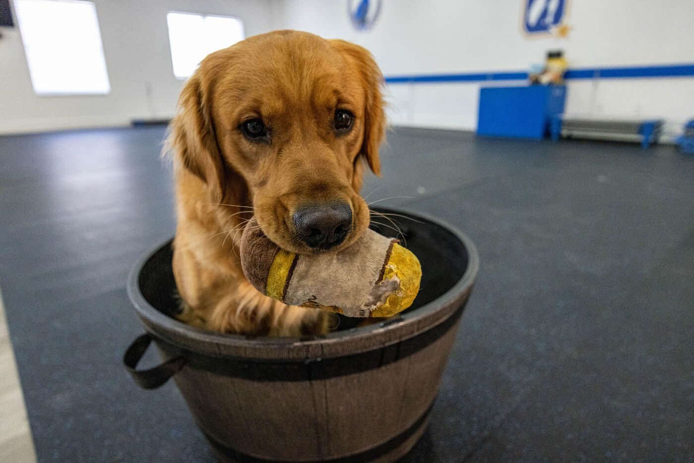 A dog in need of DTE's destructive chewing and digging training in Phoenix, AZ - contact us to schedule a free consultation!