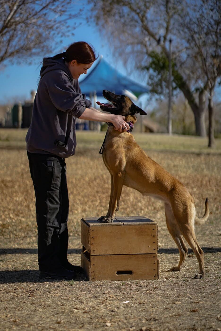 A Dog Training Elite Phoenix trainer working with an obediant dog - learn more about the career options at Dog Training Elite Phoenix today!