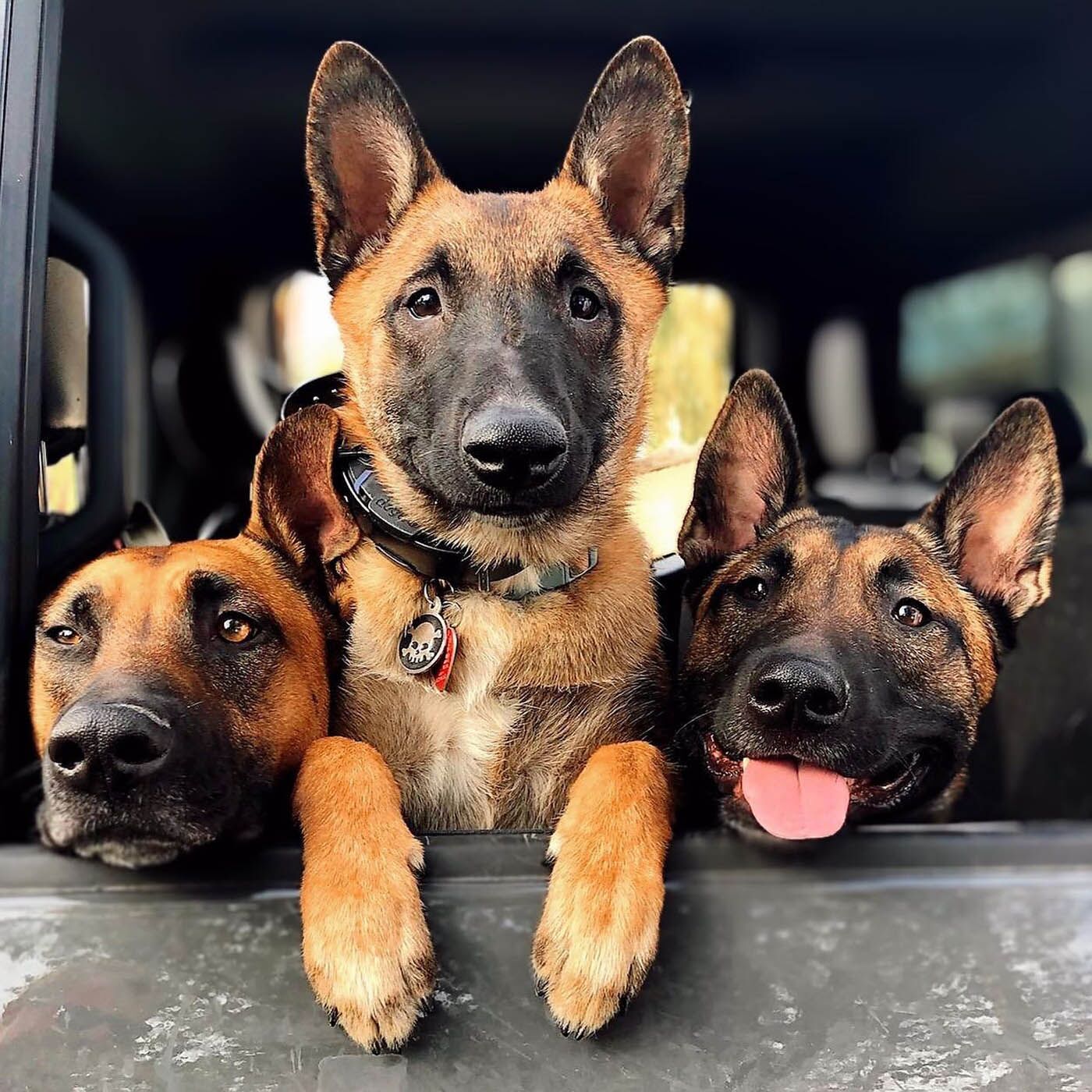 An image of three well-trained dogs in the community - contact DTE to benefit from our local dog trainers in Treasure Coast / Port St. Lucie, FL.
