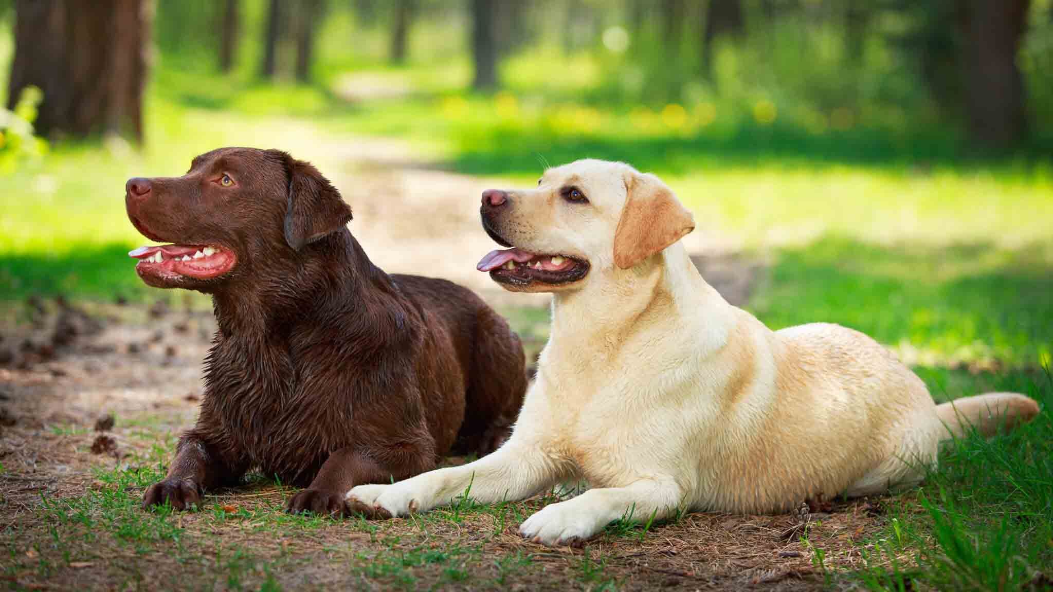 An image of two labradors - Dog Training Elite offers labrador training in San Antonio, TX for puppies and adult dogs.