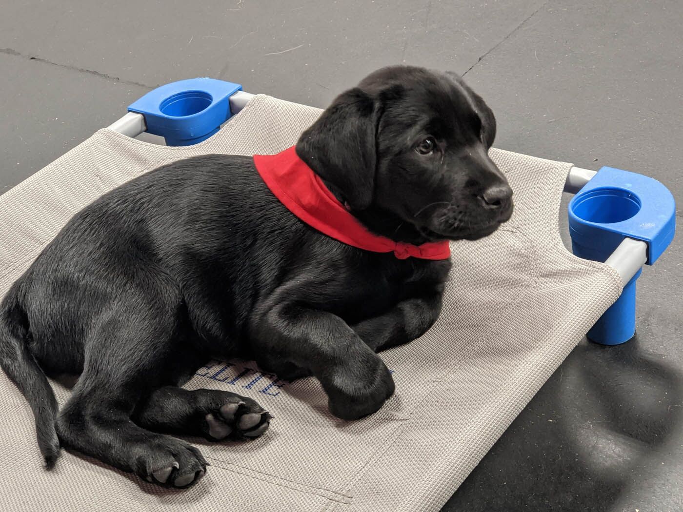 An obedient puppy receiving expert puppy training in Davis / Weber County, UT from DTE.