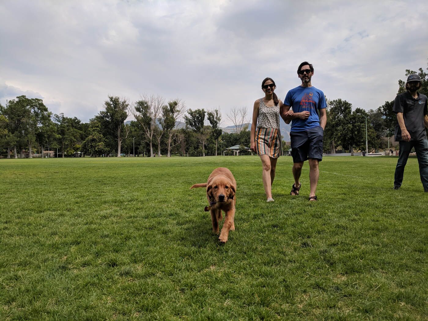 A dog heeling thanks to DTE's staying and coming training in Phoenix, AZ - contact us to schedule a free consultation!