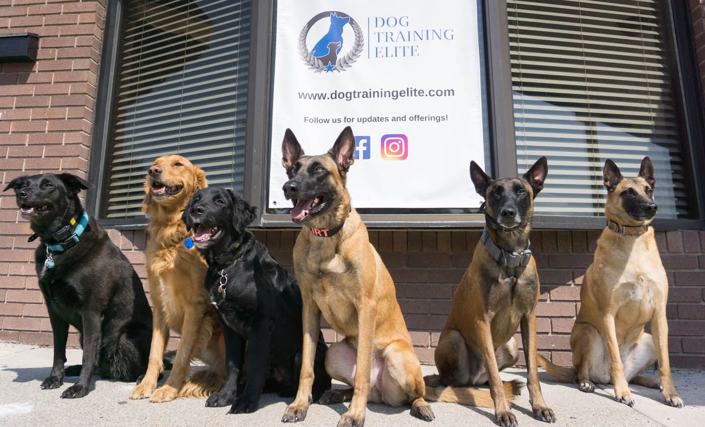 A group of different dogs in front of a Dog Training Elite facility - discover what our elite k9 training in Phoenix, AZ can do for you.