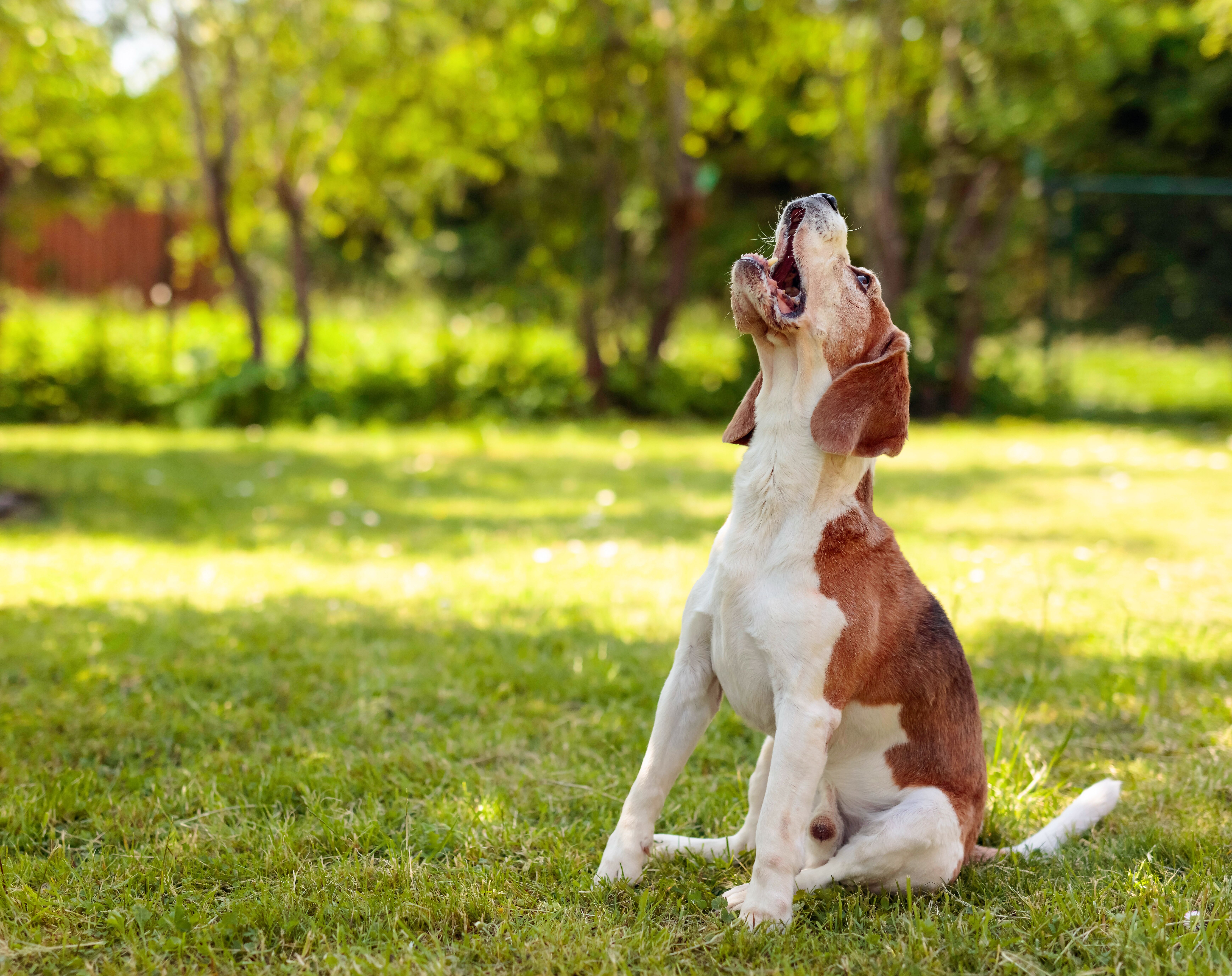 An excitable dog in need of DTE's excessive barking training in Phoenix, AZ - contact us to schedule a free consultation!