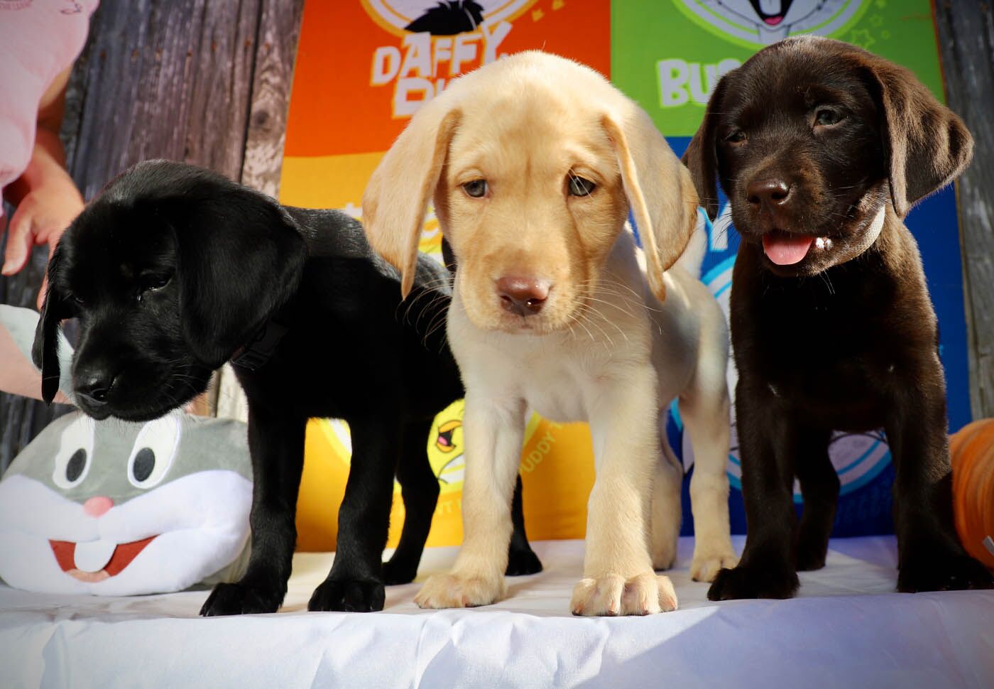 Three lab puppies - Dog Training Elite offers the best puppy classes in Austin, TX.